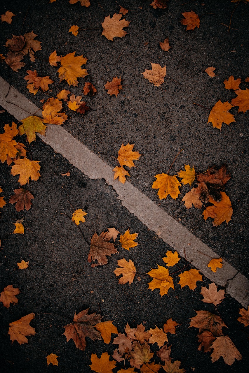 Leaves Autumn Fall - Free photo on Pixabay