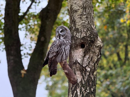 Free Owl Great Grey Owl photo and picture