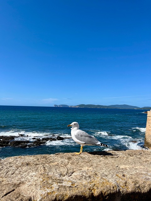 Free Seagull Bird photo and picture