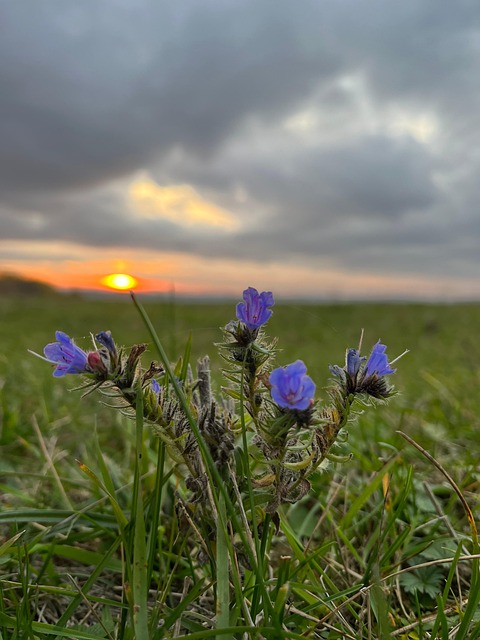 Free Wildflower Nature photo and picture