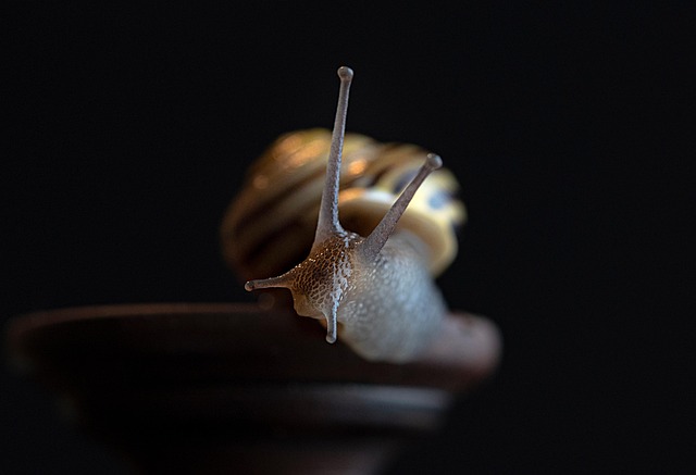 Free Snail Mollusk photo and picture