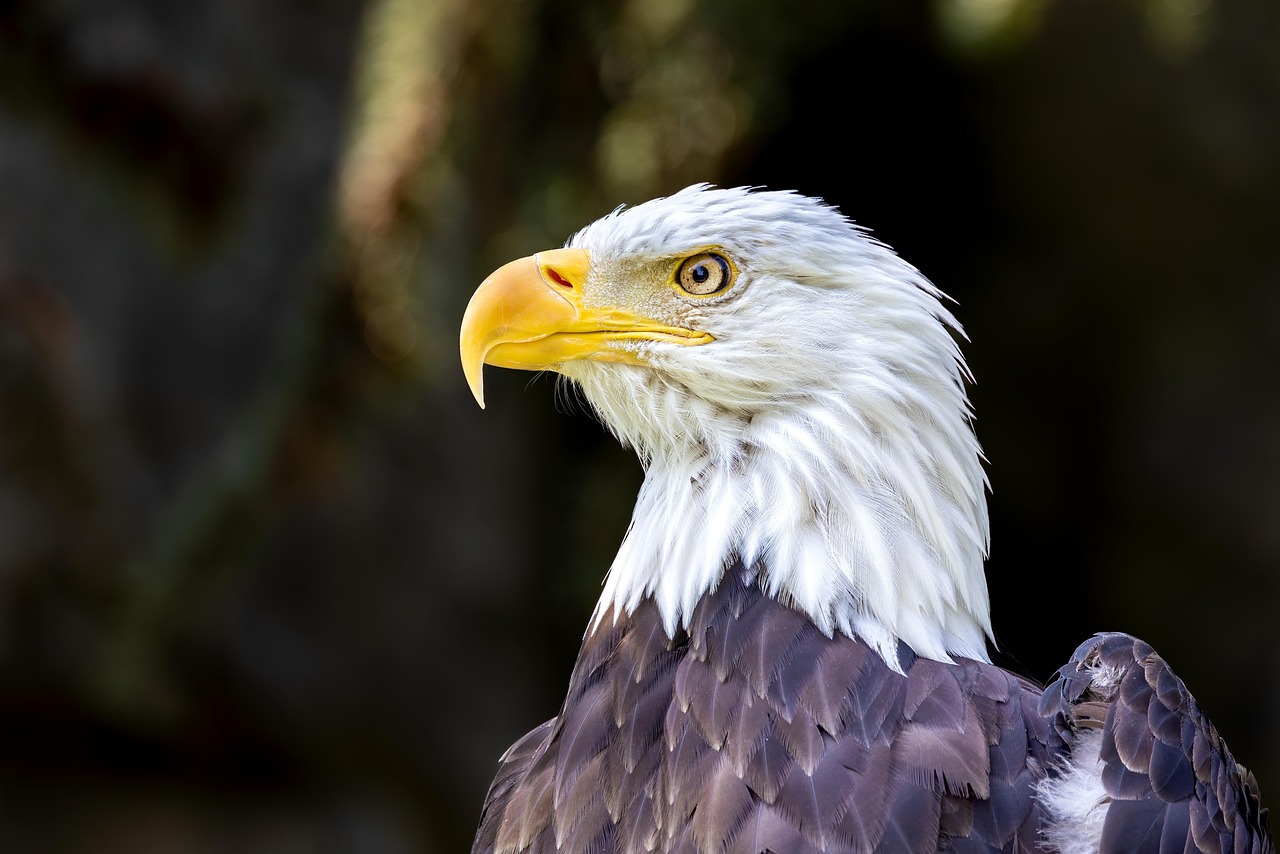 40,000+ Free Eagle Wallpaper 4K & Beautiful Wallpaper Images - Pixabay