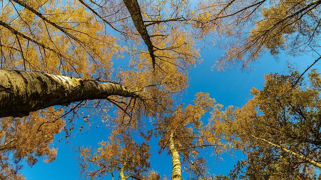 Trees Tree Birken - Free photo on Pixabay