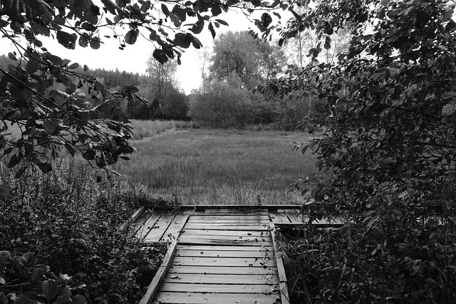 Free Swamps Nature photo and picture