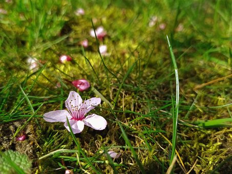 Free Flower Nature photo and picture