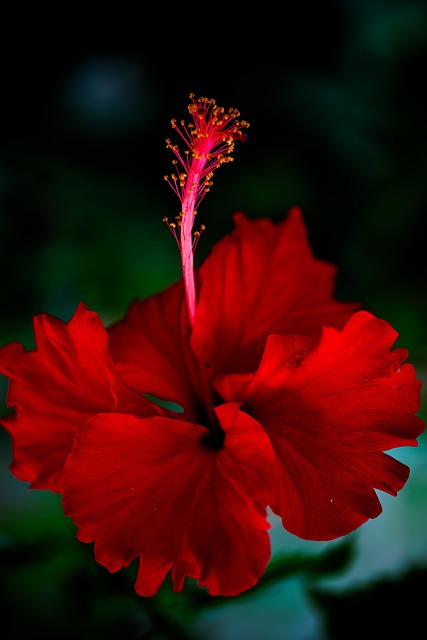 Flor Vermelha, Hibisco, Flor, Planta