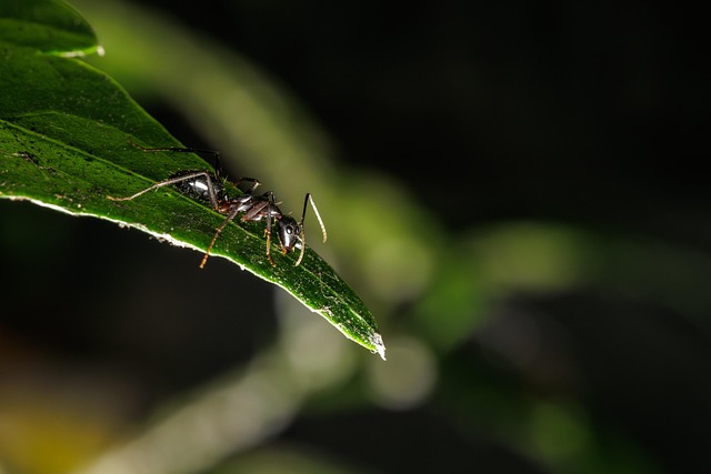 Formiga, Inseto, Folha, Pequeno, Macro