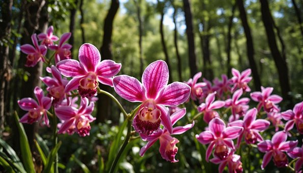 Blomst, Orkidé, Orkideer, Flot Billede