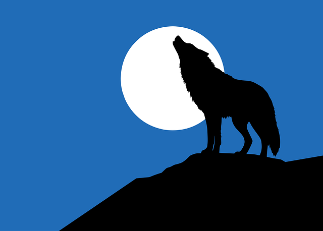 Free wolf moon night vector