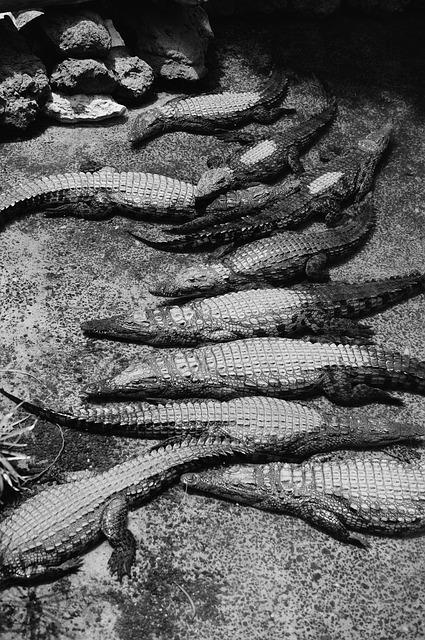 Free Crocodiles Water photo and picture