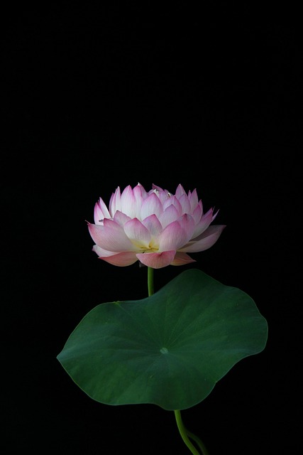 Príroda, Lotus, Vodná Rastlina