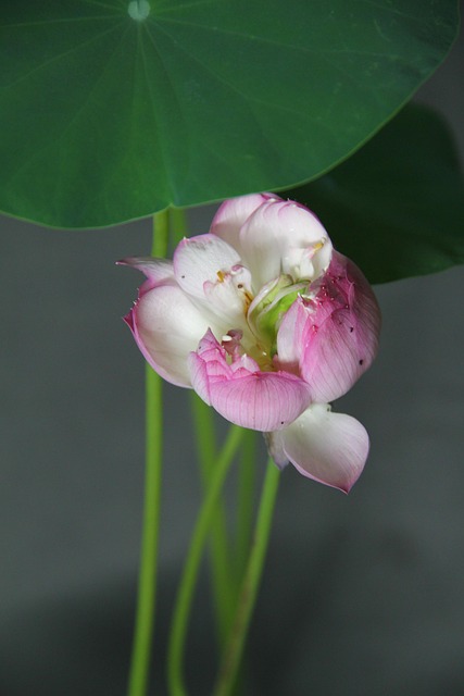 Príroda, Lotus, Vodná Rastlina
