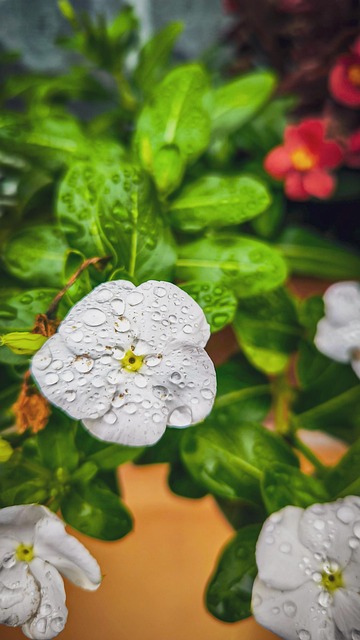Free Flower White photo and picture