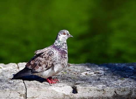 Free Pigeon Bird photo and picture