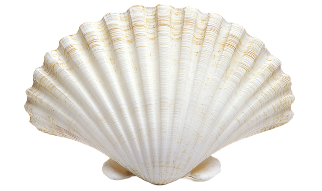Download free HD stock image of Ai Generated Seashell Free ai generated seashell shell illustration