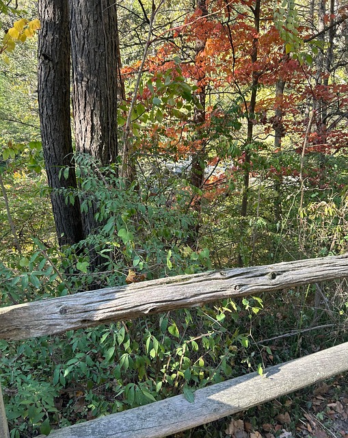 Free Path Nature photo and picture