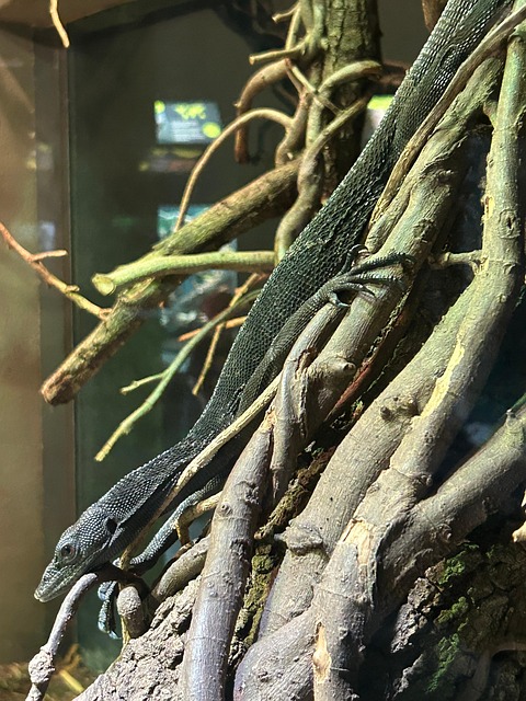 Free Lizard Animal photo and picture