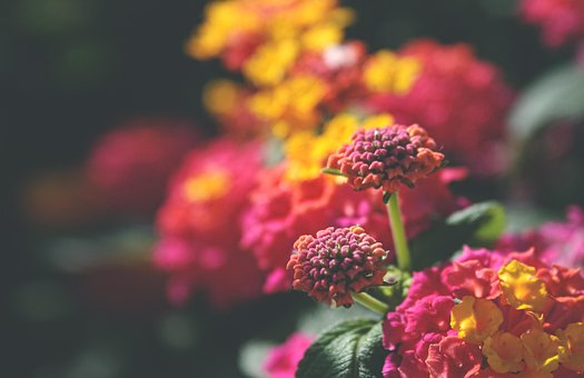 Bakgrunn, Rosa, Oransje, Blossom