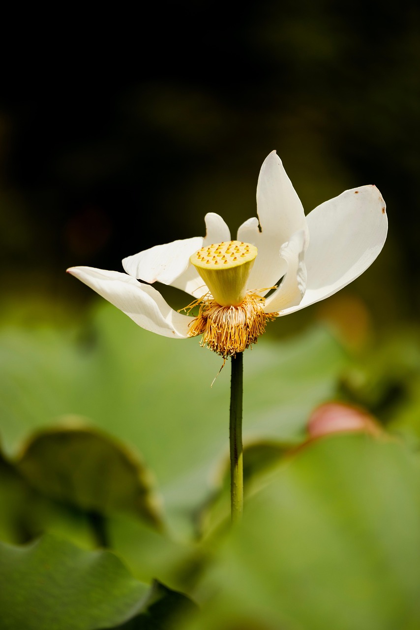 Lotus Flower Plant - Free photo on Pixabay
