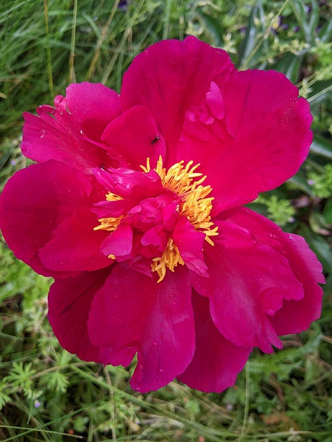 Free Peony Flower photo and picture