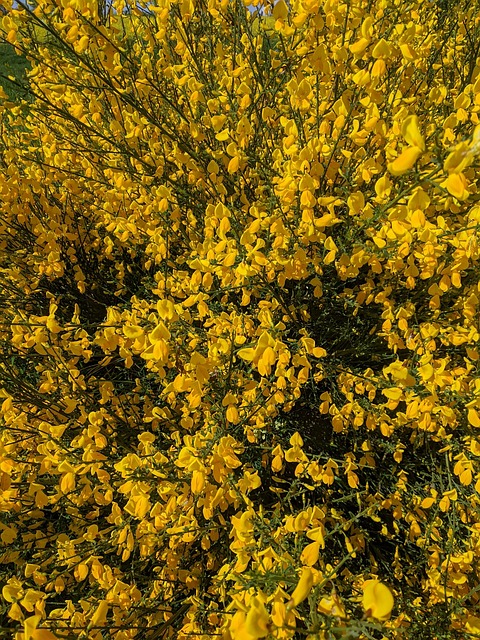 Free Broom Yellow photo and picture
