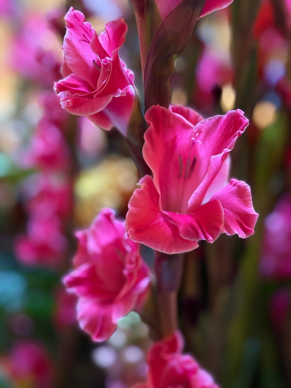 超过 20000 张关于“剑兰”和“花壁纸”的免费图片 - Pixabay