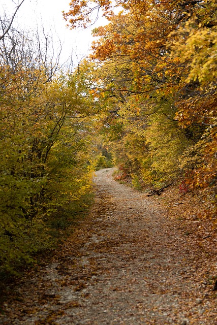 Herbst, Blätter, Natur, Wald, Weg