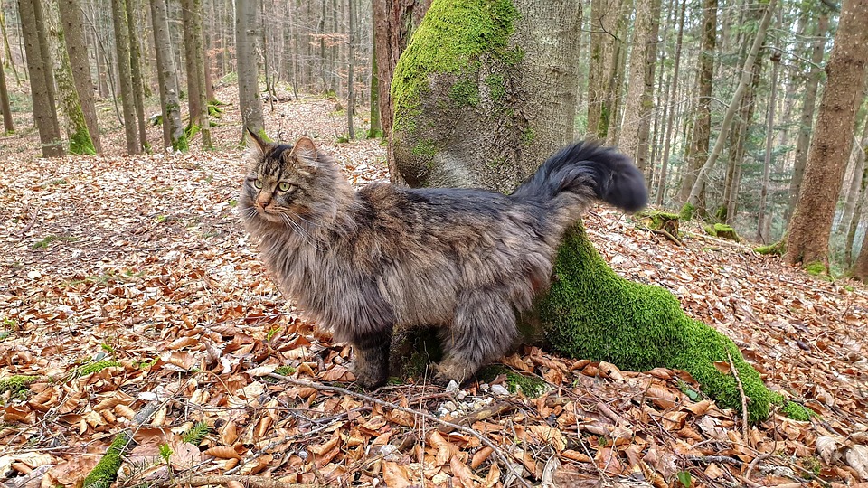 Maine Coon Cat Forest - Free photo on Pixabay