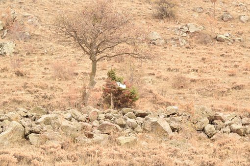 Free Nature View photo and picture