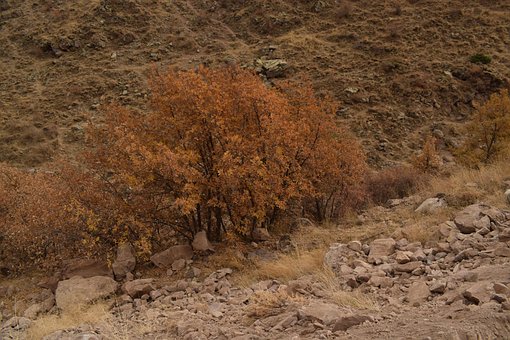 Free Nature View photo and picture