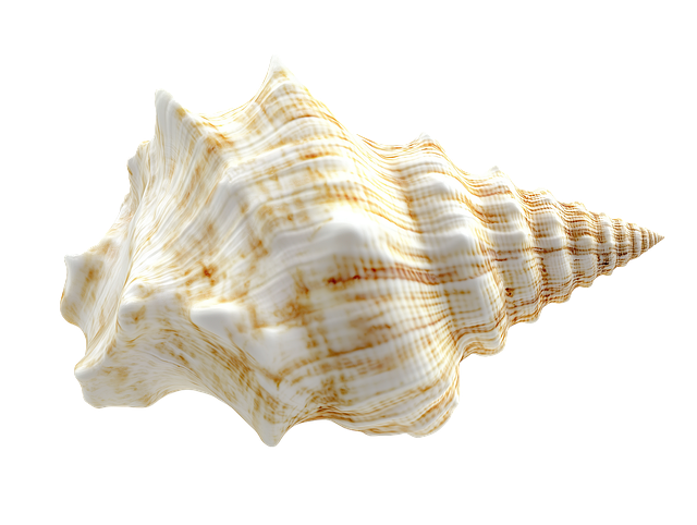 Free seashell marine ocean illustration