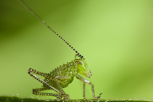 Free Grasshopper Insect photo and picture