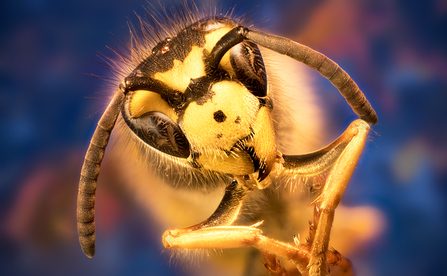 Free honeybee bee insect illustration