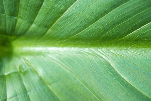Hoja, Planta, Patrón, Follaje, Verdor