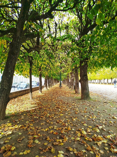 Free Tree Leaf photo and picture