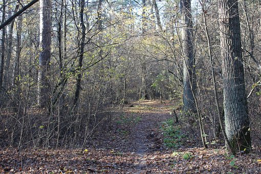Forest, Natuur, Landschap, Bomen, Spoor