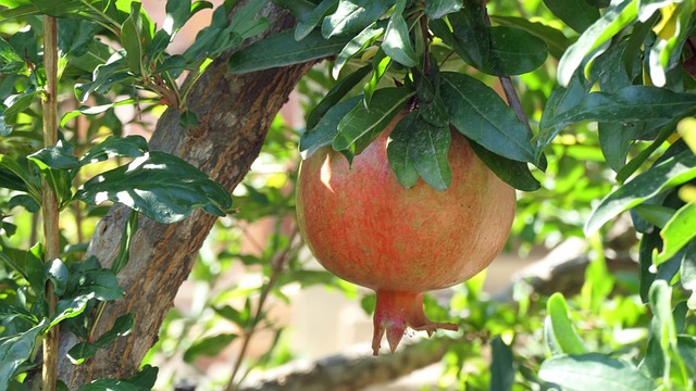 Free Pomegranate Fruit photo and picture