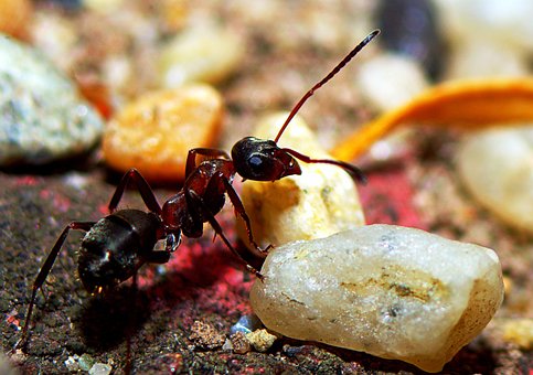 Free Ant Macro photo and picture