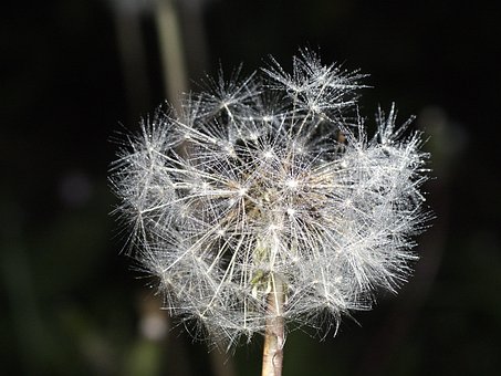 Free Dandelion Flower photo and picture