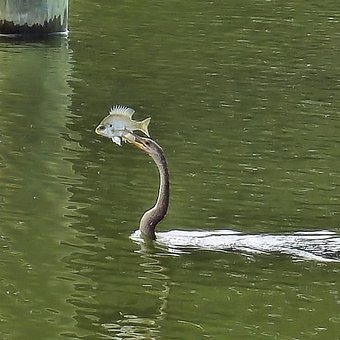 Free Florida Lake photo and picture