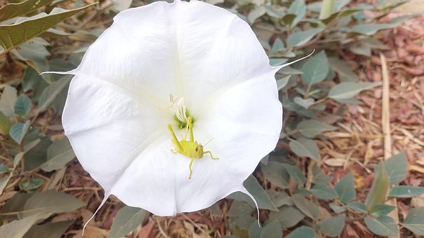 Heuschrecke, Blume, Natur, Landschaft