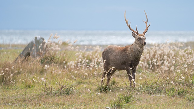 Deer jigsaw puzzle