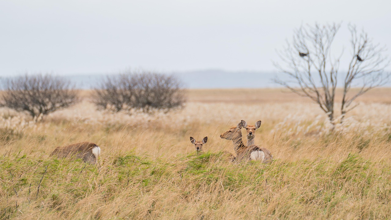 Animals - free online jigsaw puzzle photo