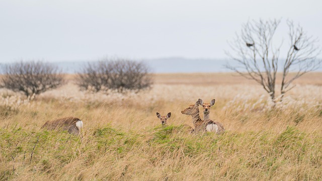 Free Animals Wildlife photo and picture