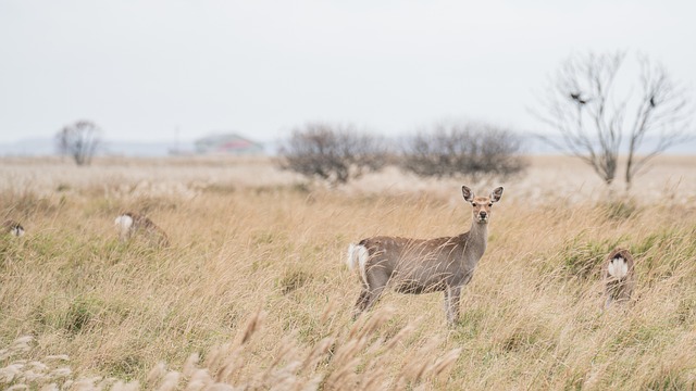 Free Deer Roe Deer photo and picture
