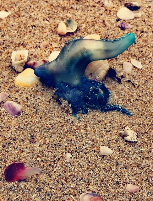 Kyst, Strand, Sand, Hav, Skjell, Sommer