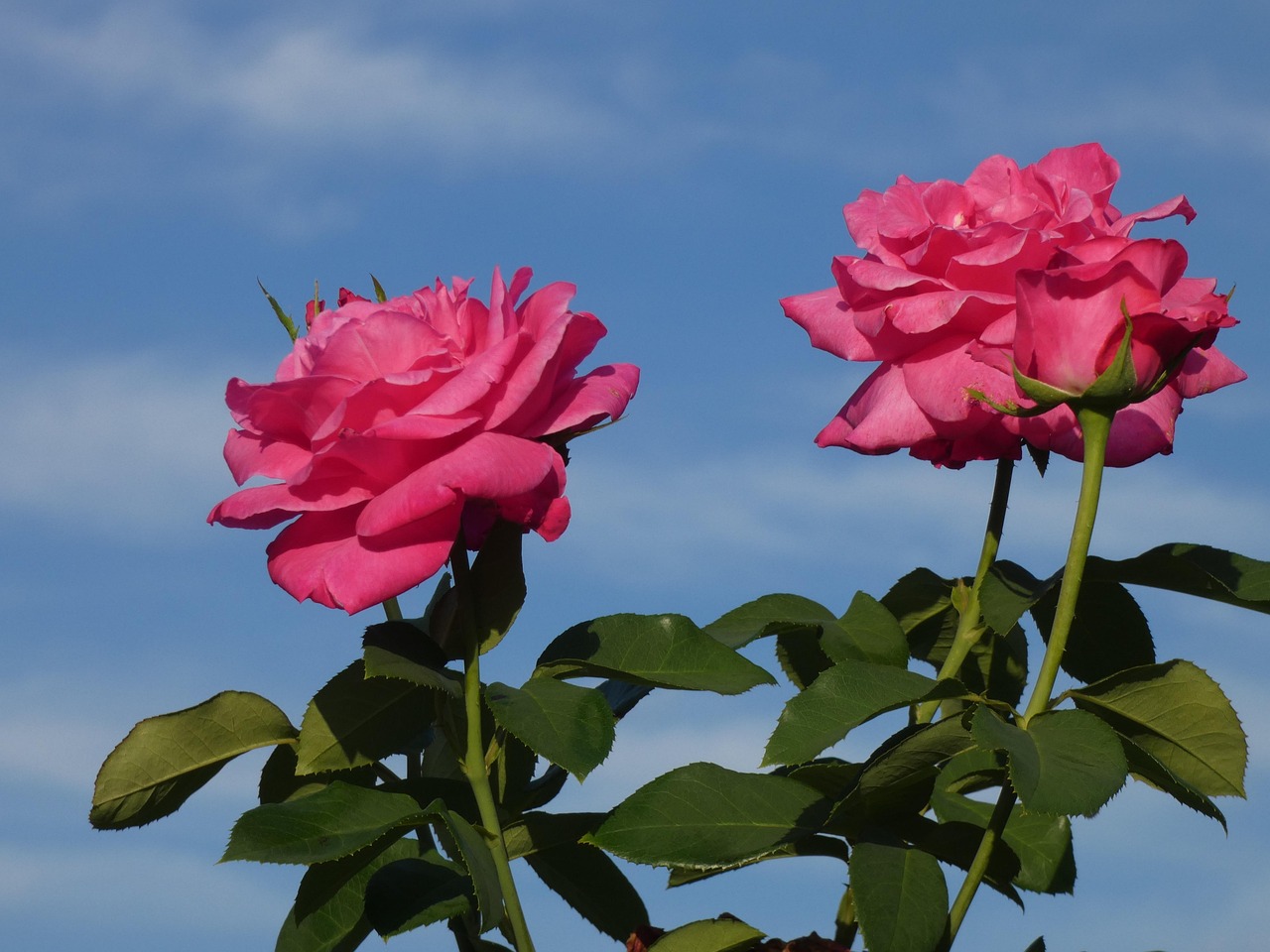 Rosa Rosen Pinke Blumen - Kostenloses Foto auf Pixabay
