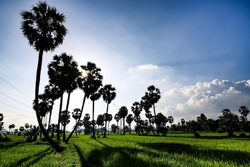 Azucar De Palmera, Vietnam, Árbol, Campo