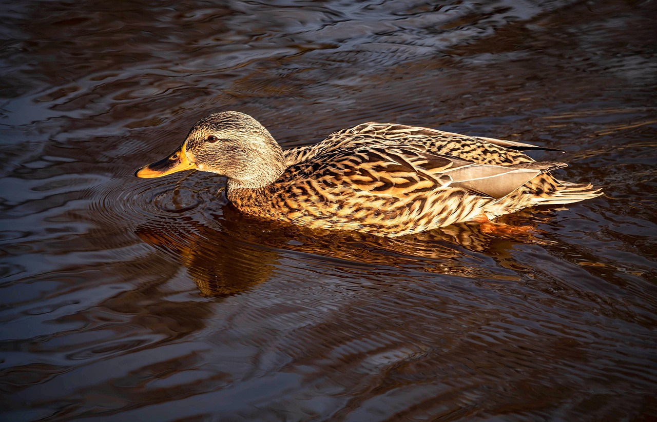 Duck Wild Ducks Nature - Free photo on Pixabay