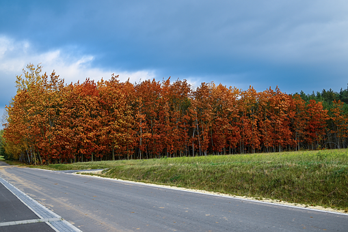 Herbst, Natur, Wald, Blätter, Bäume
